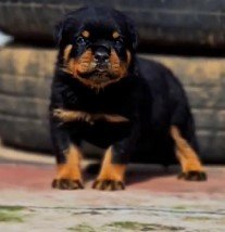 Buy Vaccinated  Rottweiler  Puppy from Ahmedabad